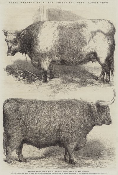 Animales premiados del Smithfield Club Cattle Show de Harrison William Weir
